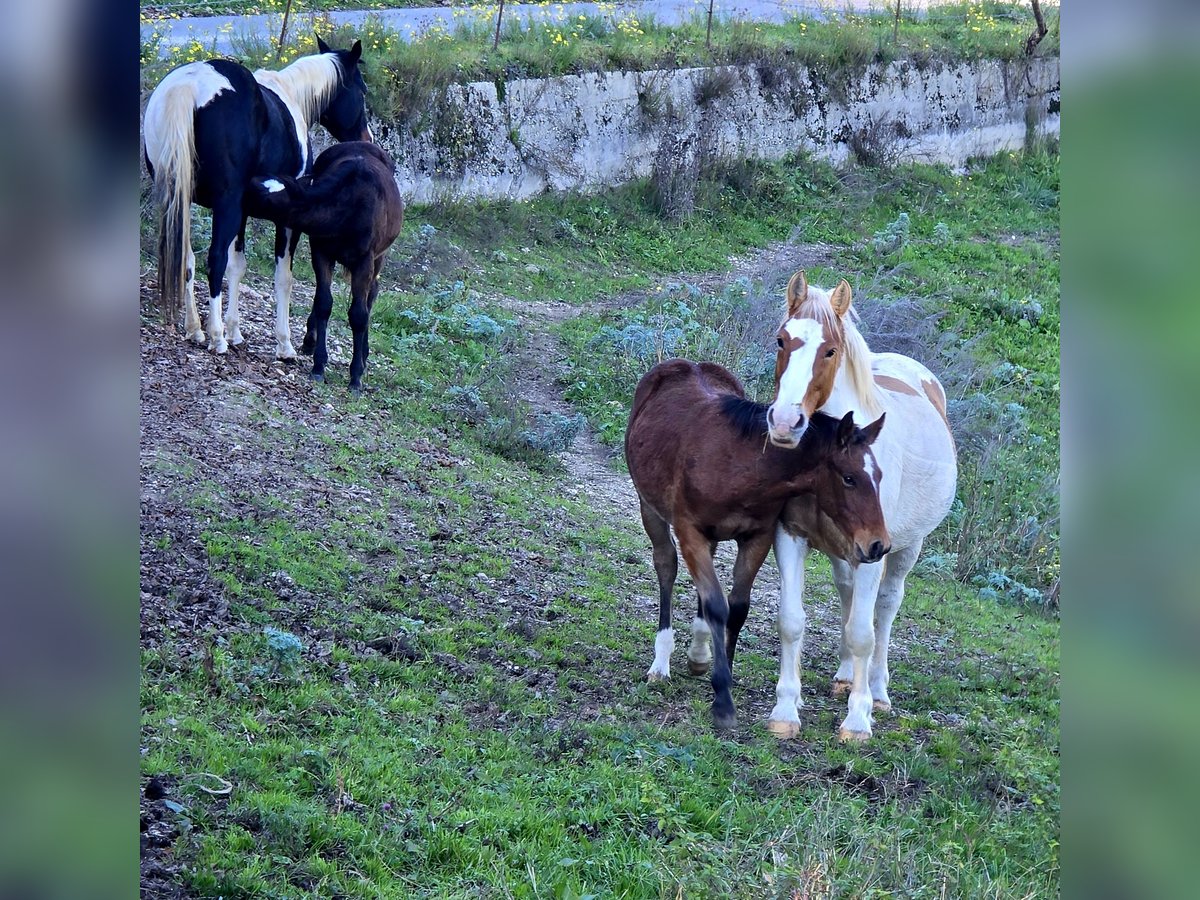 American Quarter Horse Mix Hengst 1 Jahr Dunkelfuchs in Sant&#39;Anna D&#39;Alfaedo