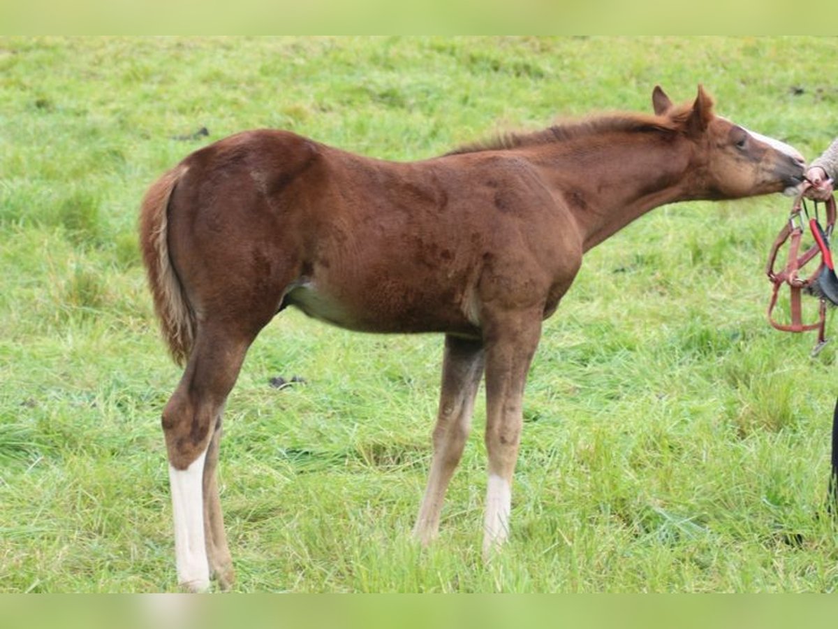 American Quarter Horse Hengst 1 Jahr Dunkelfuchs in Laubach