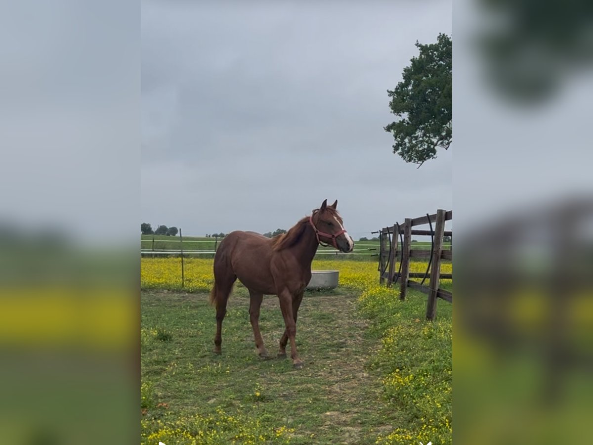 American Quarter Horse Hengst 1 Jahr Dunkelfuchs in Louvaines