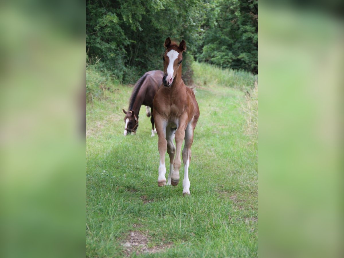 American Quarter Horse Hengst 1 Jahr Dunkelfuchs in Weigendorf