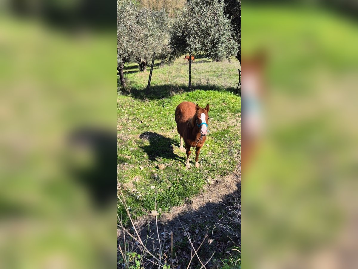 American Quarter Horse Hengst 1 Jahr Fuchs in Frosinone