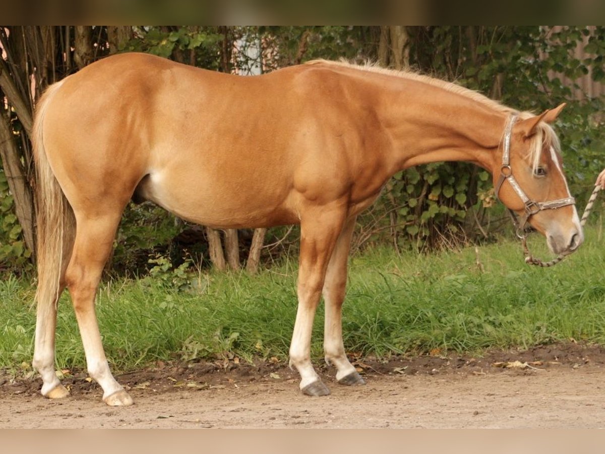 American Quarter Horse, Hengst in Haren