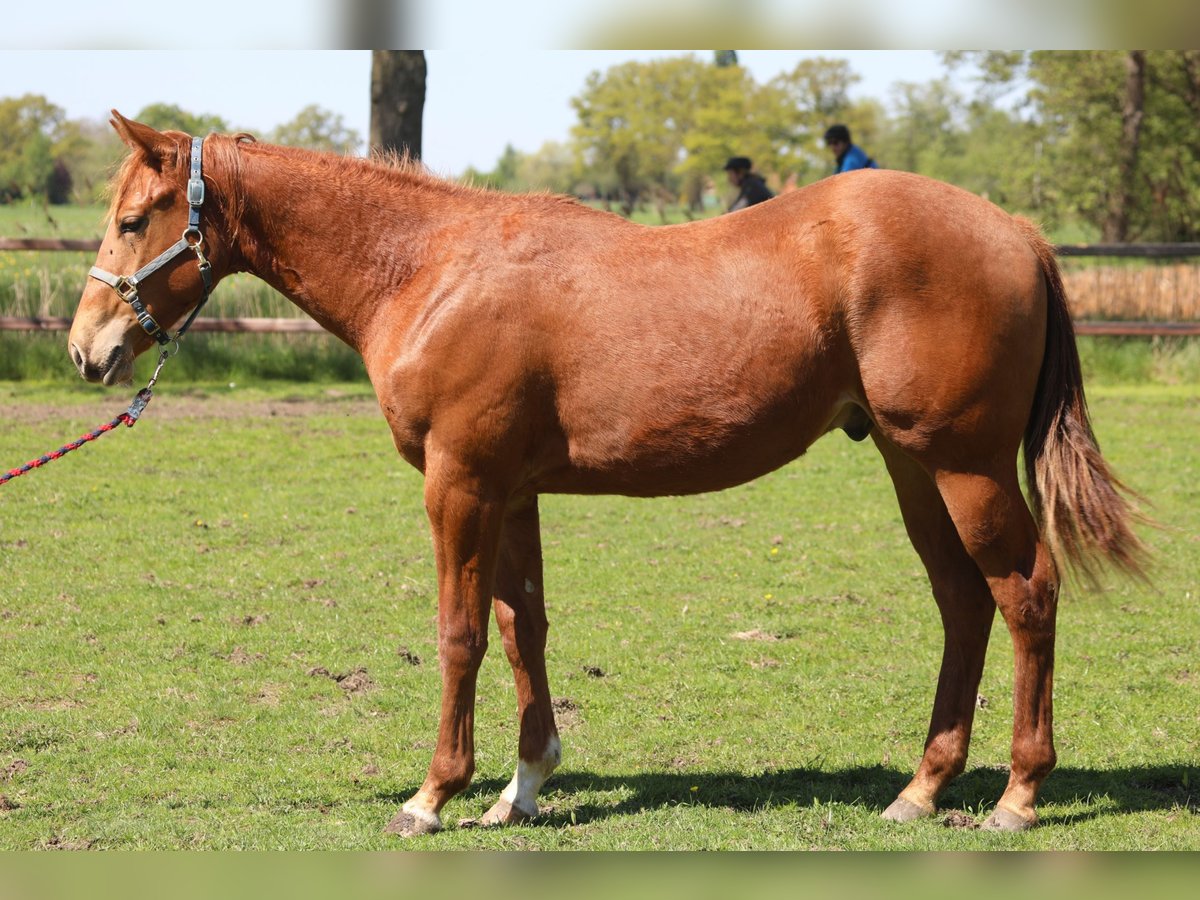 American Quarter Horse Hengst 1 Jahr Fuchs in Westendorp
