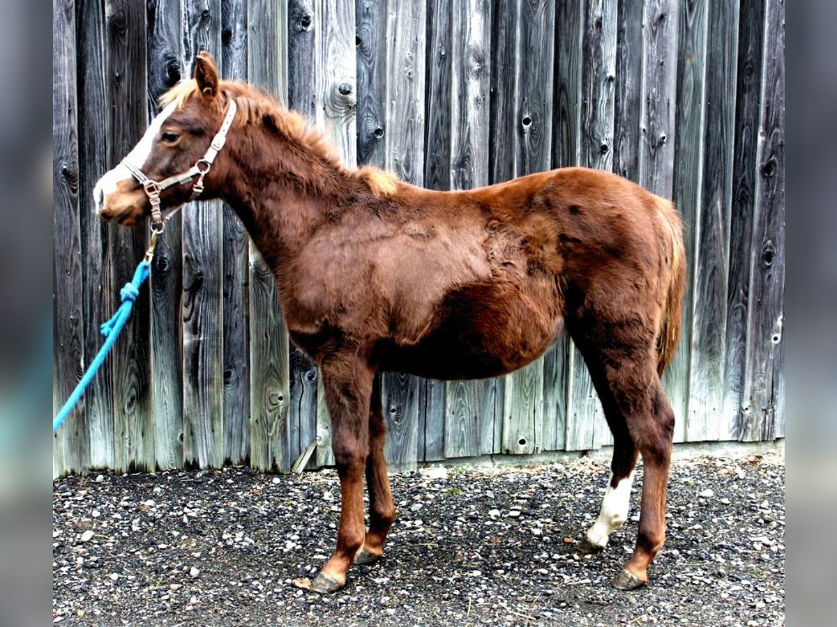 American Quarter Horse Hengst 1 Jahr Fuchs in Pfaffenhofen an der Roth