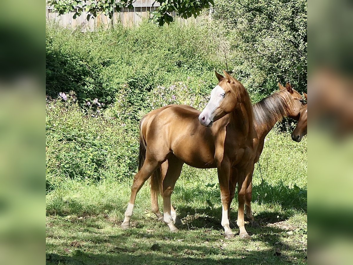 American Quarter Horse Hengst 1 Jahr Fuchs in Alfdorf