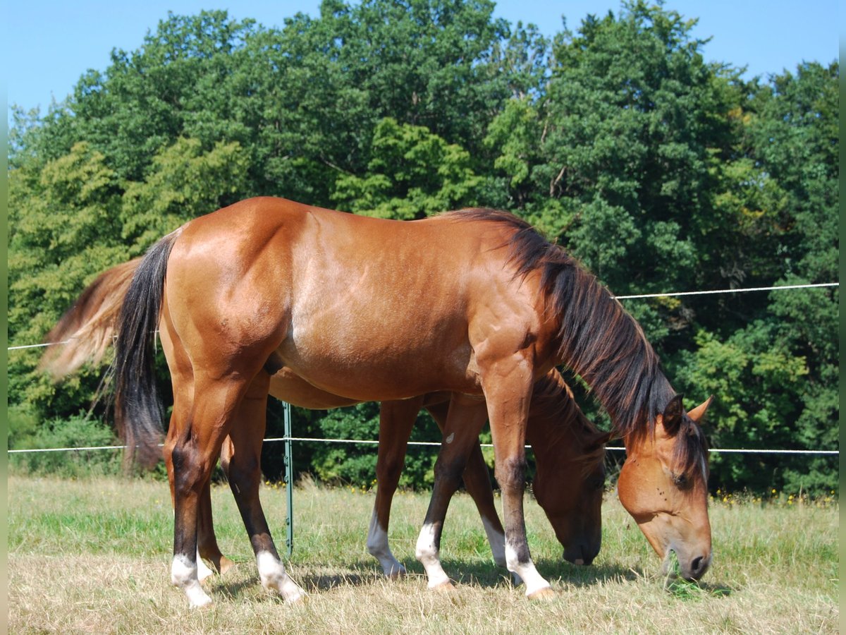 American Quarter Horse Hengst 1 Jahr Rabicano in Wehretal