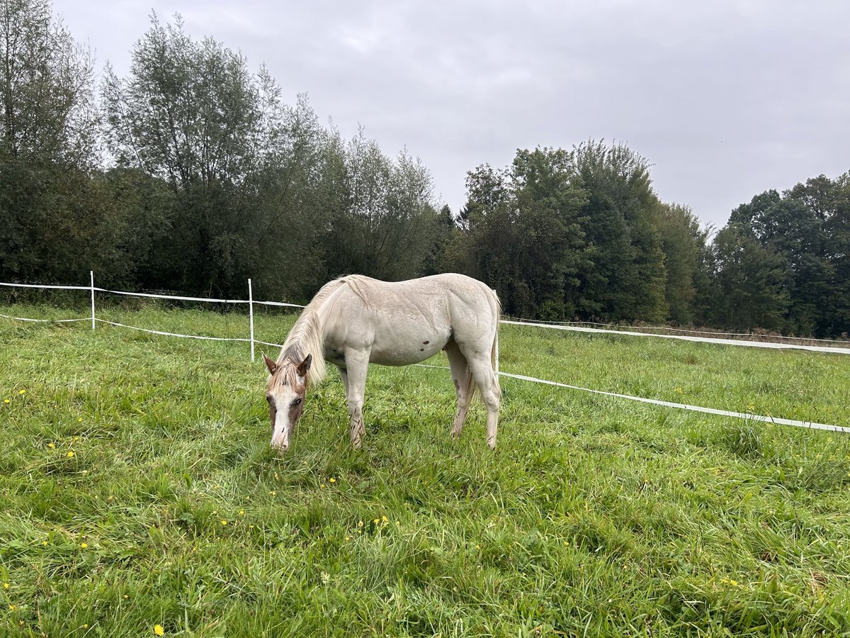 American Quarter Horse Hengst 1 Jahr Red Dun in Lengerich