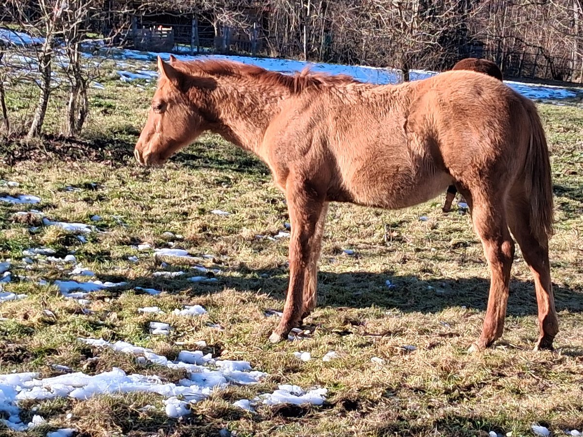 American Quarter Horse Hengst 1 Jahr Red Dun in Sillans