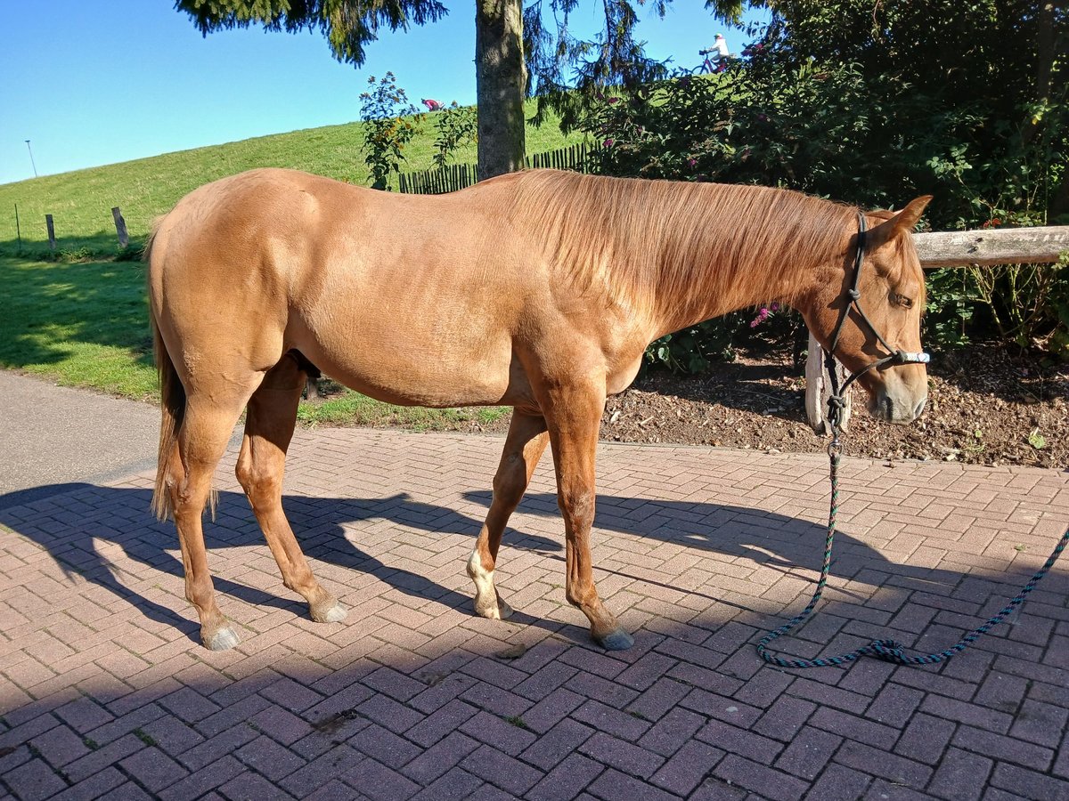 American Quarter Horse Hengst 1 Jahr Red Dun in Kleve