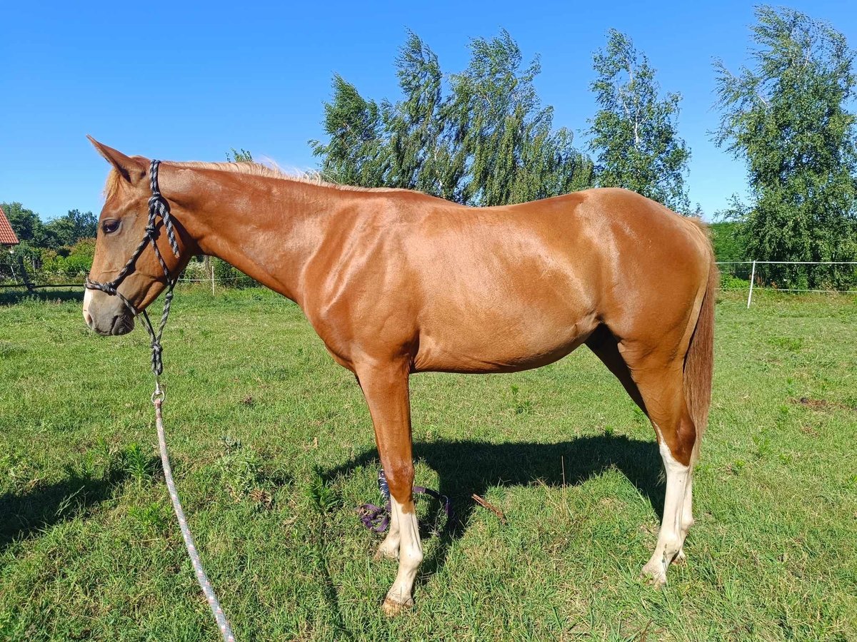 American Quarter Horse Hengst 1 Jahr in Piliscsév