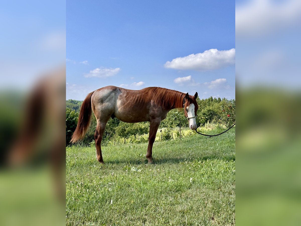 American Quarter Horse Hengst 1 Jahr Roan-Red in Cortazzone
