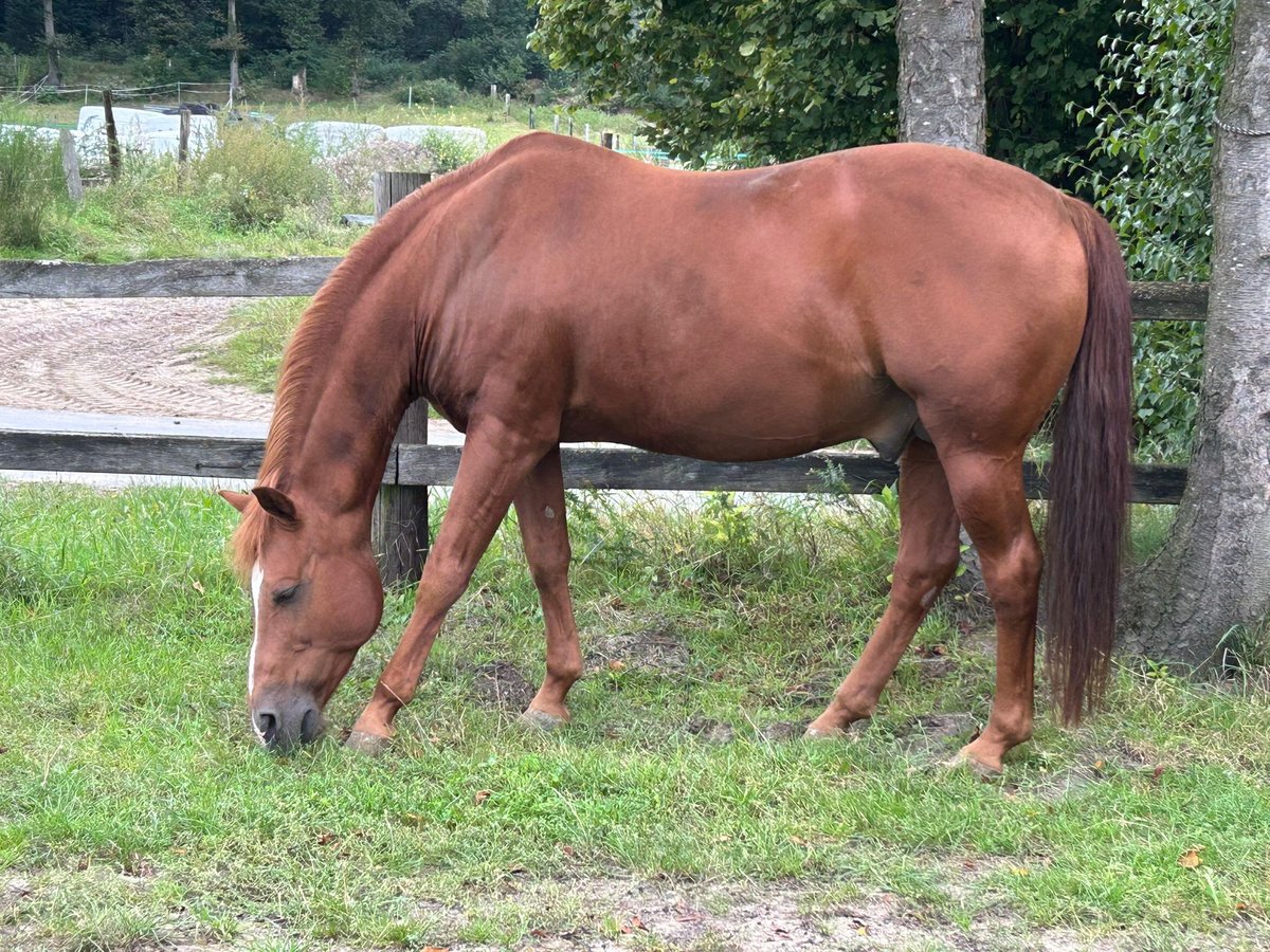 American Quarter Horse Hengst 20 Jaar 149 cm Donkere-vos in Haltern am See