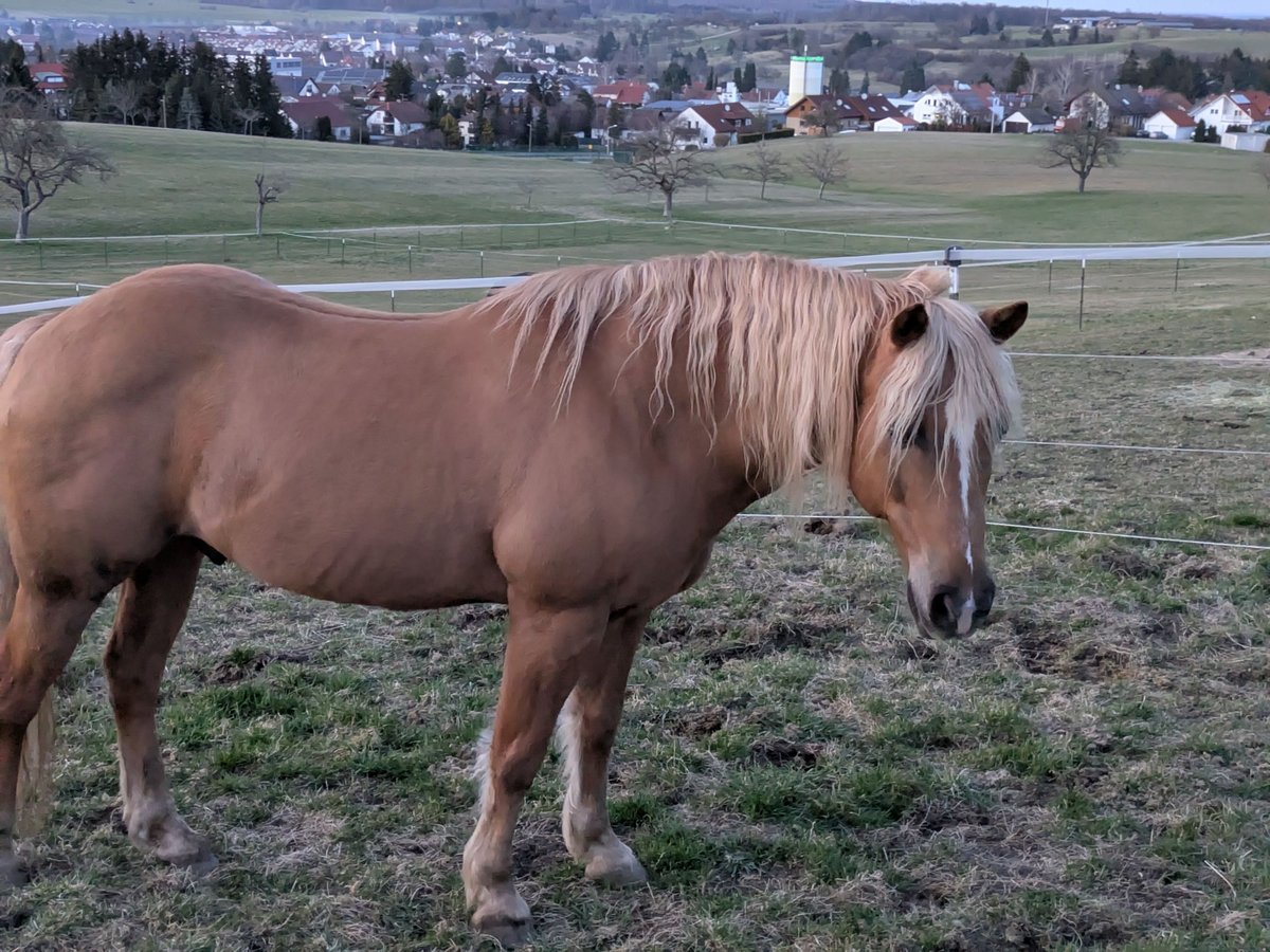 American Quarter Horse Mix Hengst 21 Jahre 150 cm Palomino in Hechingen