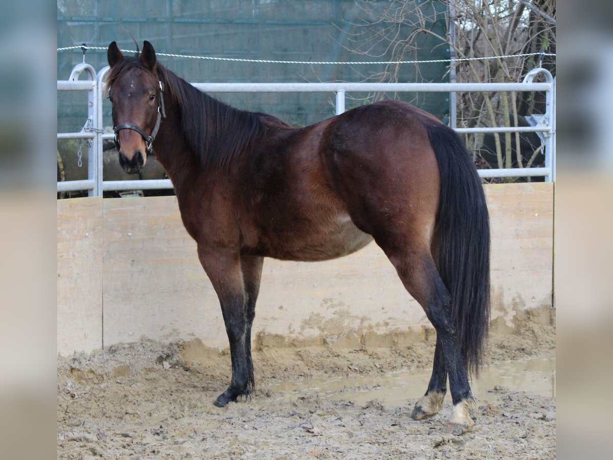 American Quarter Horse Hengst 2 Jaar 140 cm Bruin in Waldshut-Tiengen