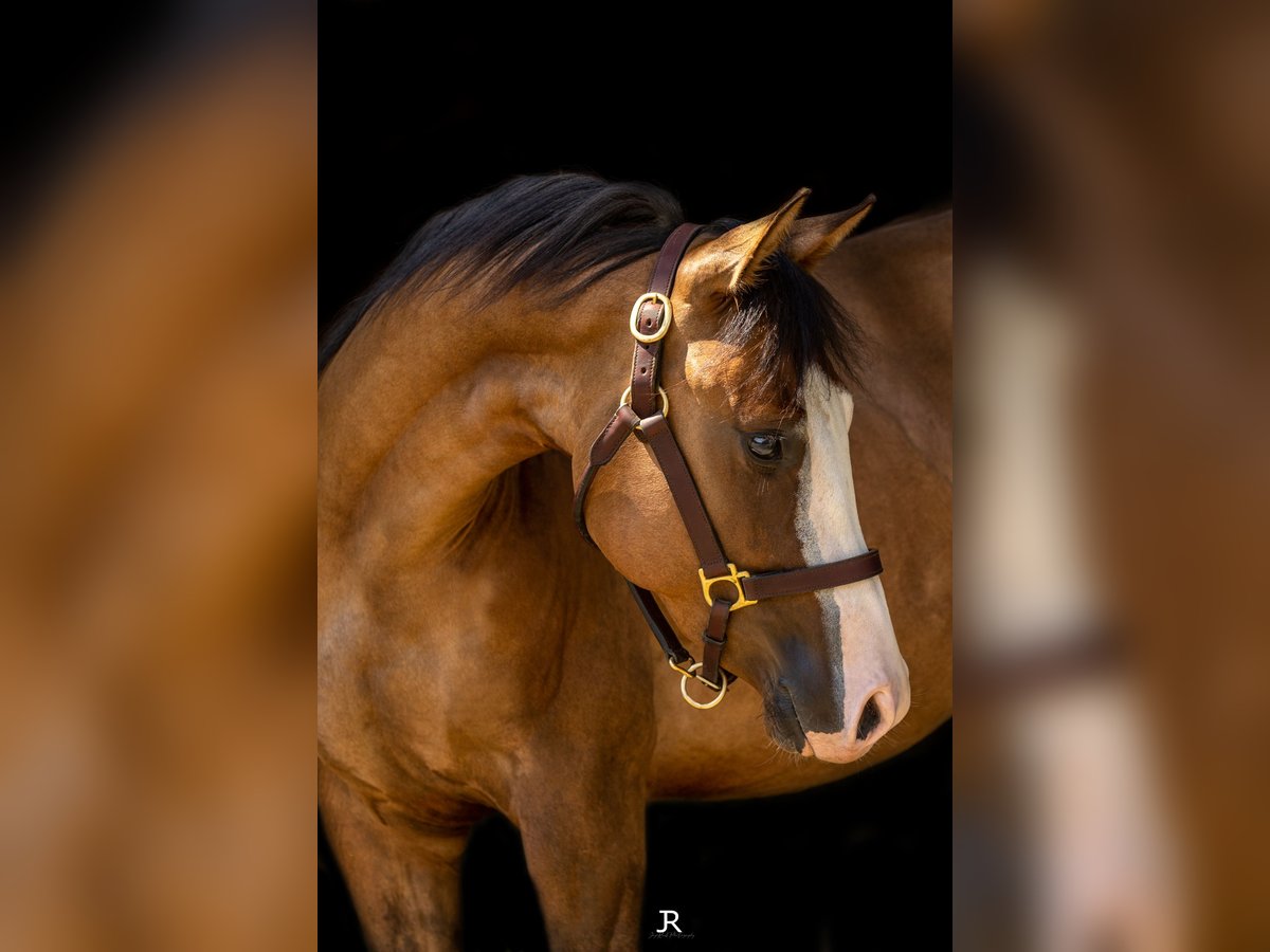 American Quarter Horse Hengst 2 Jaar 140 cm Falbe in Seitingen-Oberflacht