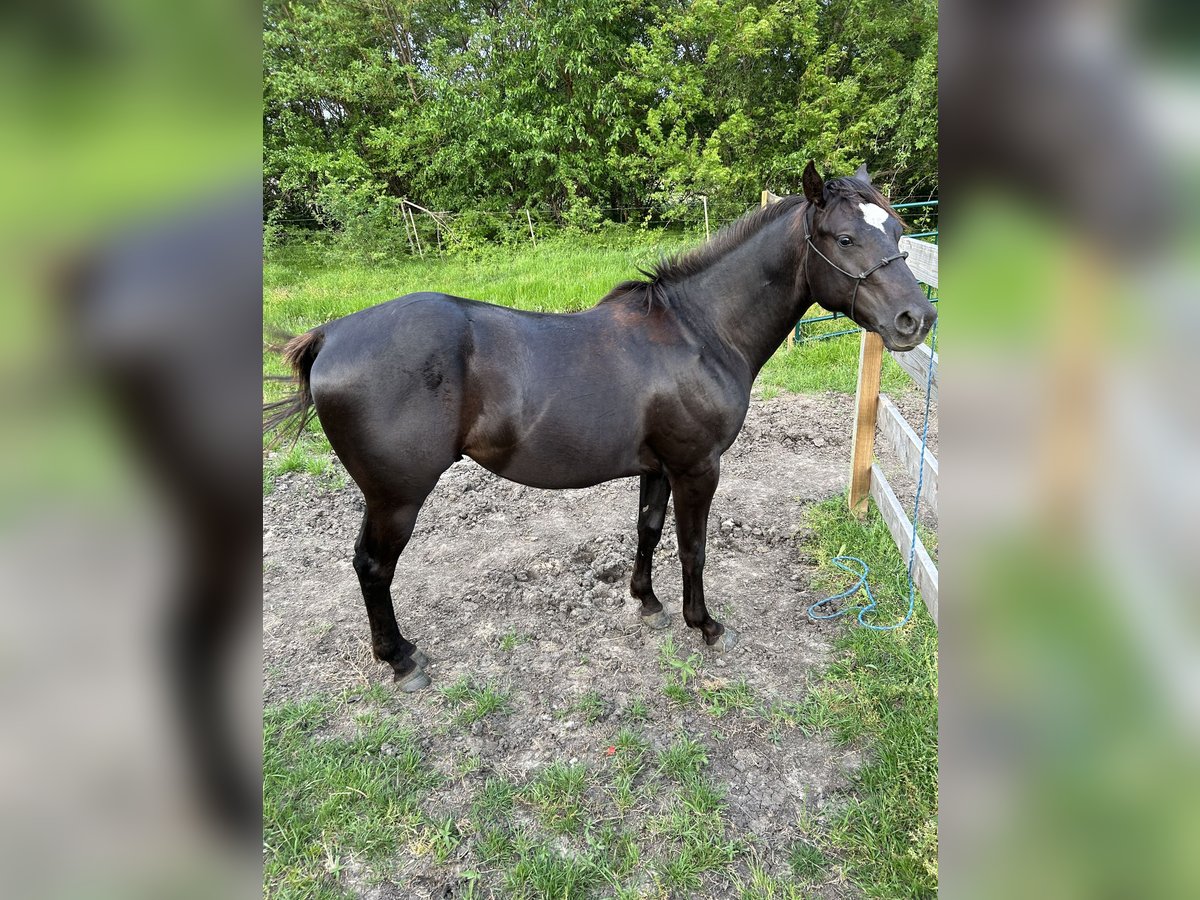 American Quarter Horse Hengst 2 Jaar 142 cm Roodbruin in Celina, TX