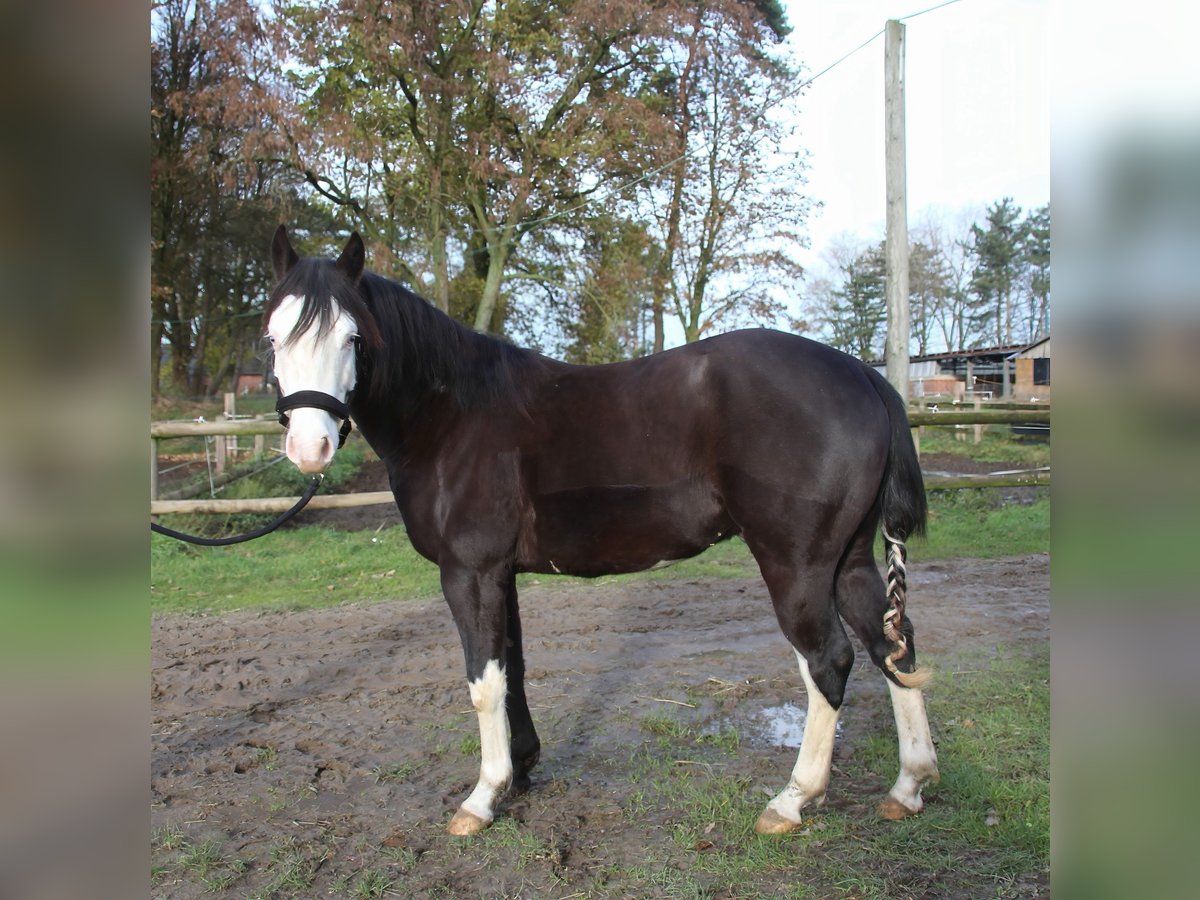 American Quarter Horse Hengst 2 Jaar 142 cm Zwartbruin in Rhede