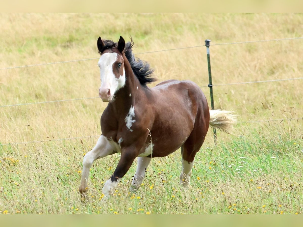 American Quarter Horse Hengst 2 Jaar 145 cm Bruin in Geiselwind