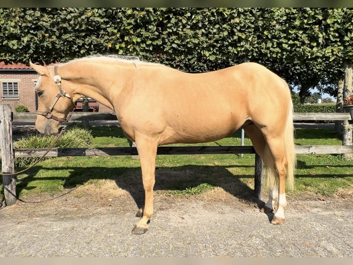 American Quarter Horse Hengst 2 Jaar 145 cm Palomino in Barneveld