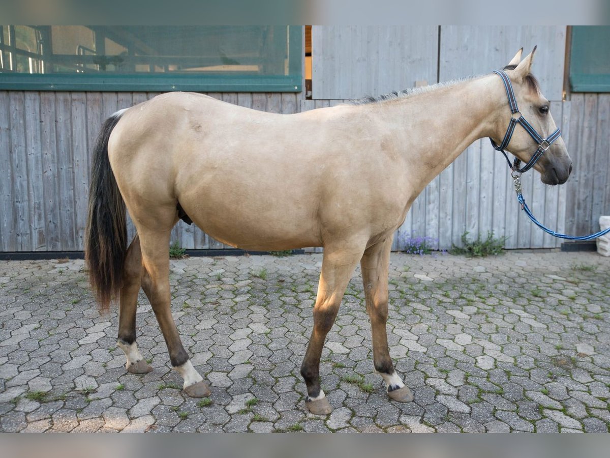 American Quarter Horse Hengst 2 Jaar 147 cm Buckskin in Niedersayn