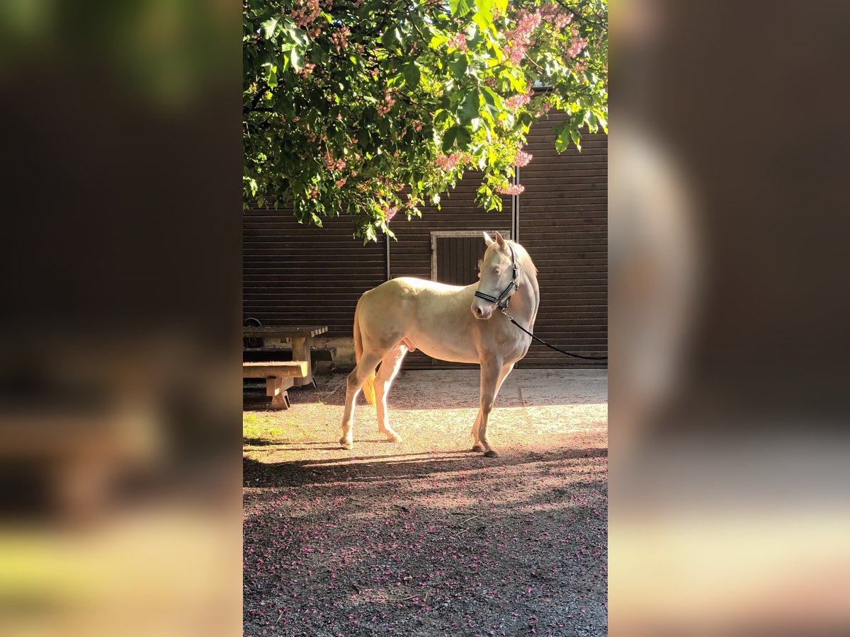 American Quarter Horse Hengst 2 Jaar 147 cm Cremello in LEMBACH