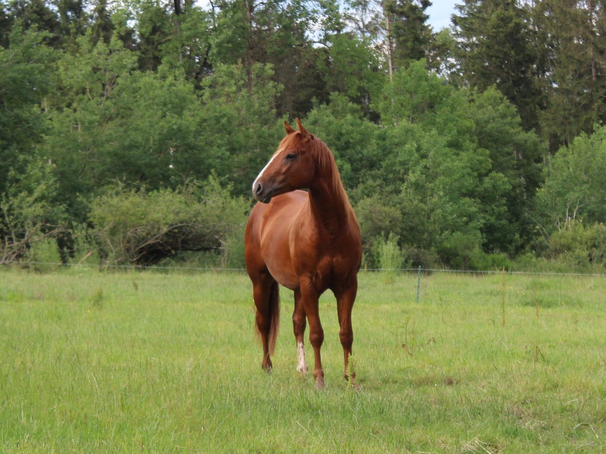 American Quarter Horse Hengst 2 Jaar 148 cm Vos in Gerolstein