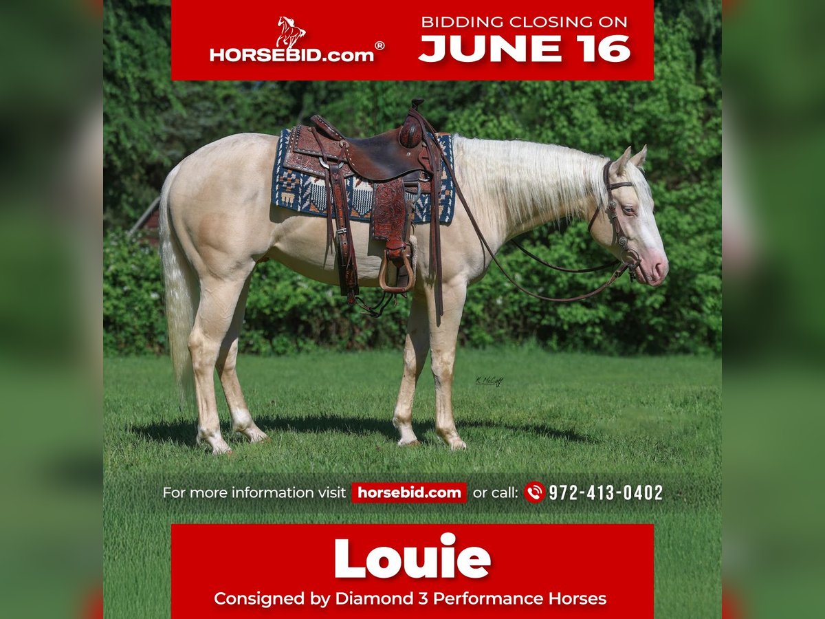 American Quarter Horse Hengst 2 Jaar 150 cm Cremello in Ravenna, TX