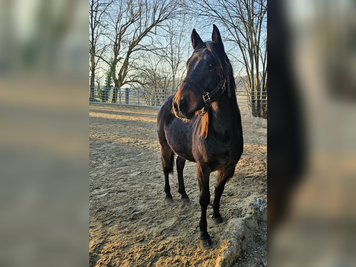 American Quarter Horse Hengst 2 Jaar 150 cm Donkerbruin in Steinen