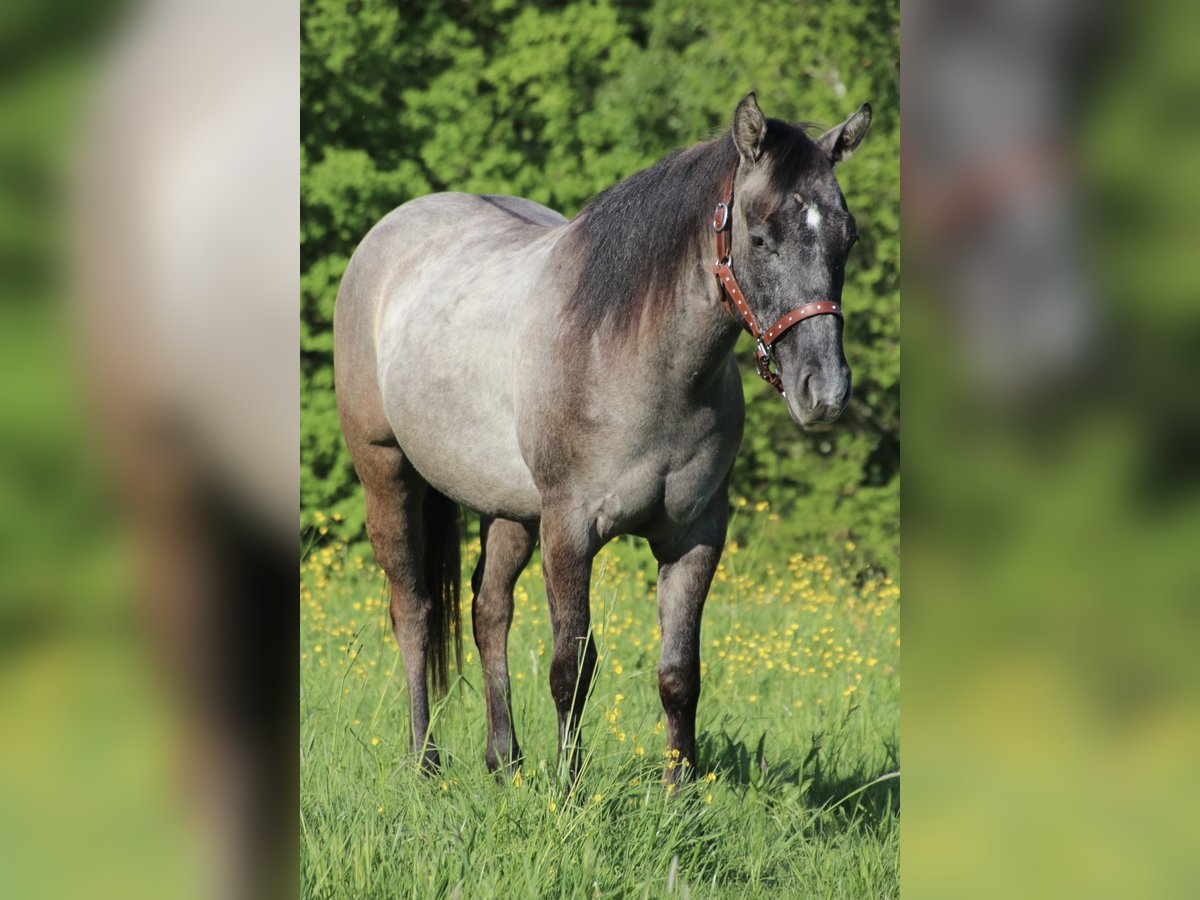 American Quarter Horse Hengst 2 Jaar 150 cm kan schimmel zijn in Schwarzach
