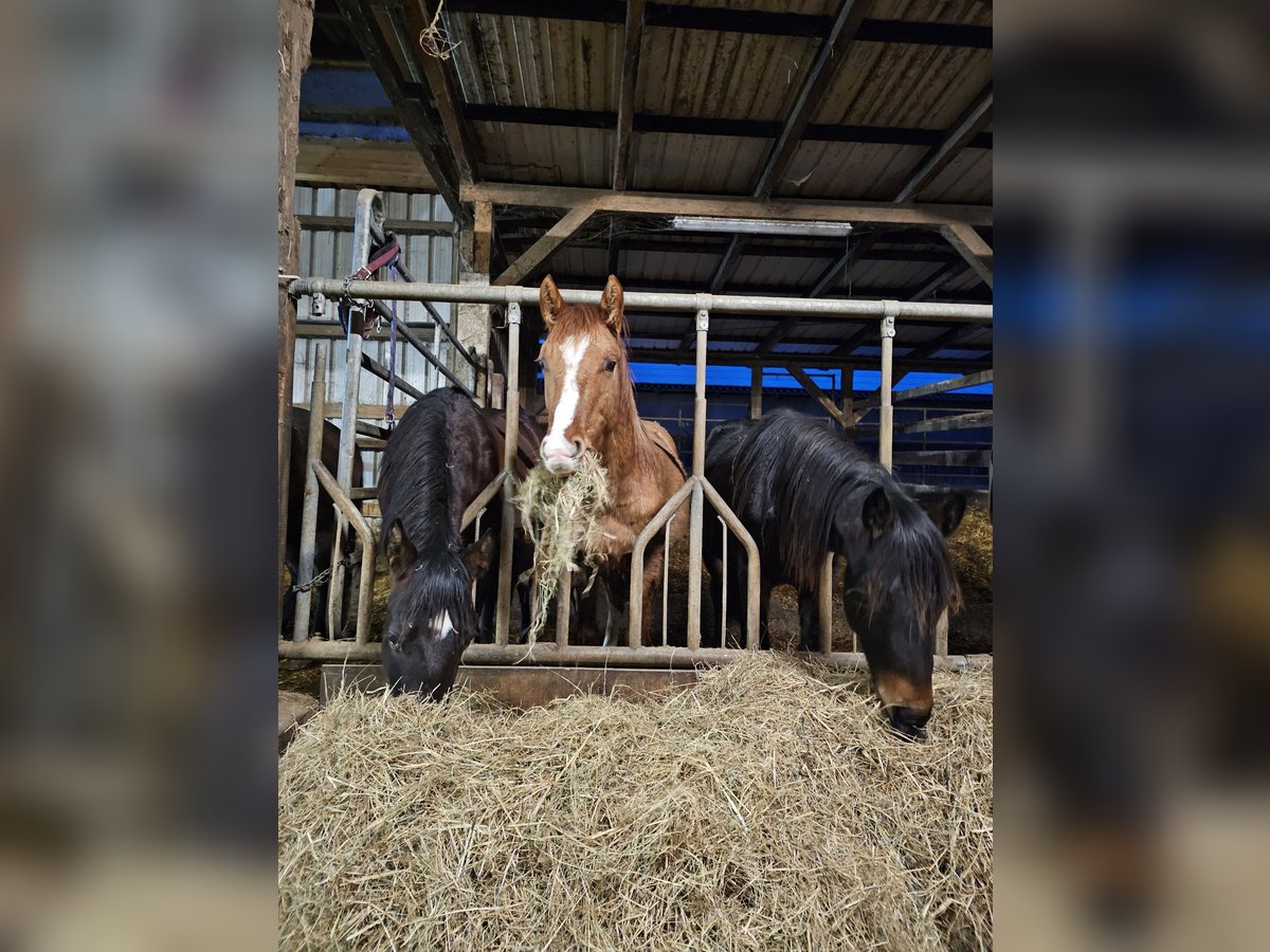 American Quarter Horse Hengst 2 Jaar 150 cm Palomino in Steinen