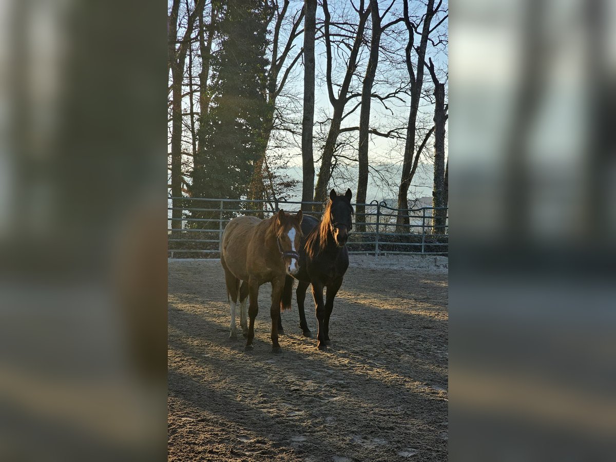 American Quarter Horse Hengst 2 Jaar 150 cm Palomino in Steinen