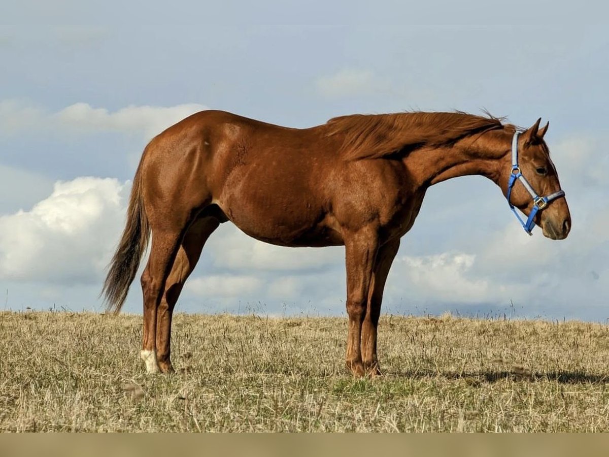 American Quarter Horse Hengst 2 Jaar 150 cm Vos in Deggenhausertal