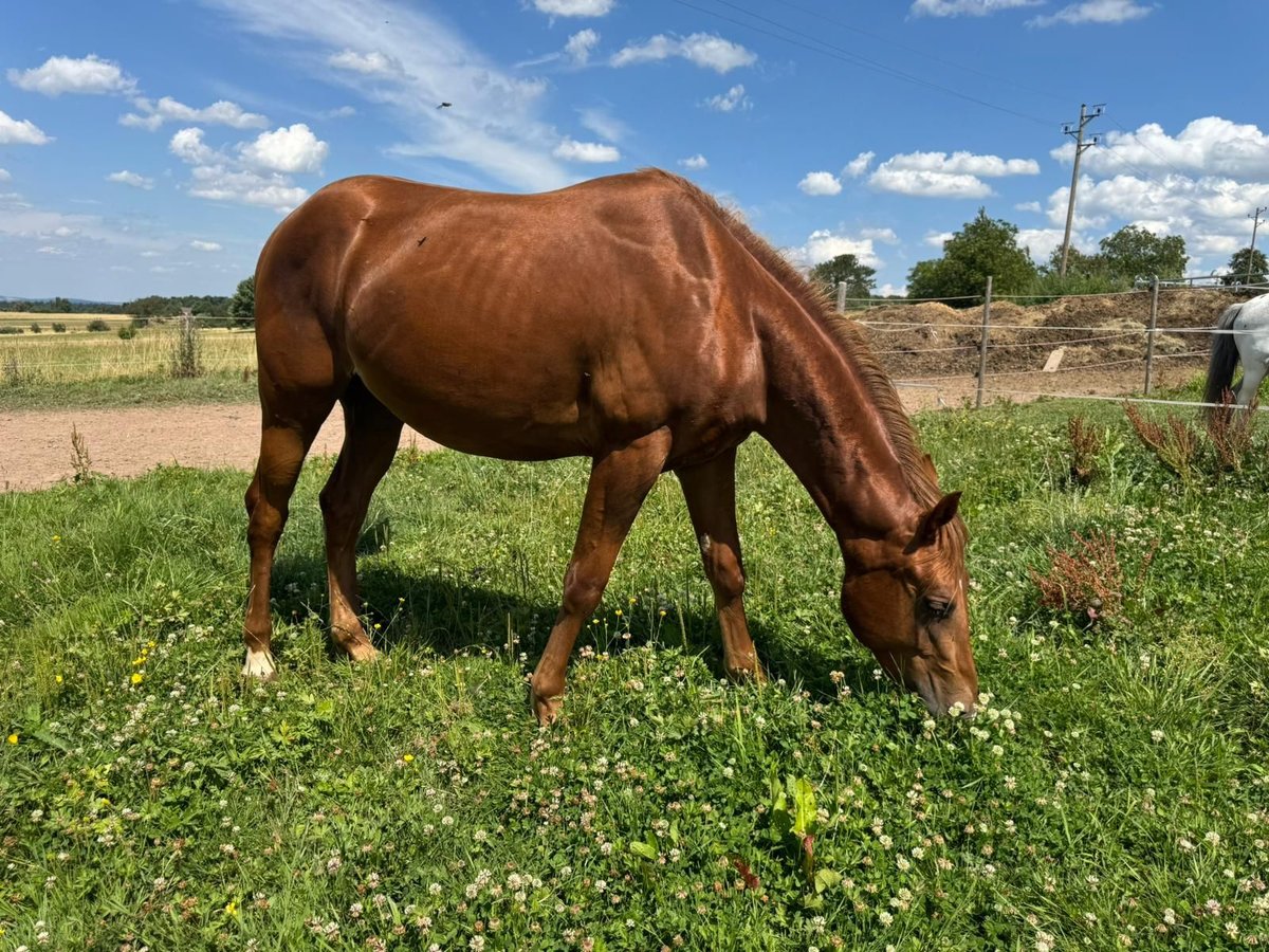 American Quarter Horse Hengst 2 Jaar 150 cm Vos in Straubenhardt
