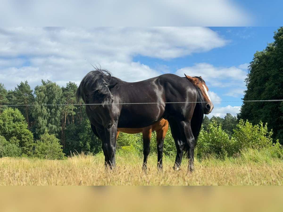 American Quarter Horse Hengst 2 Jaar 150 cm Zwart in Fürstenberg Havel