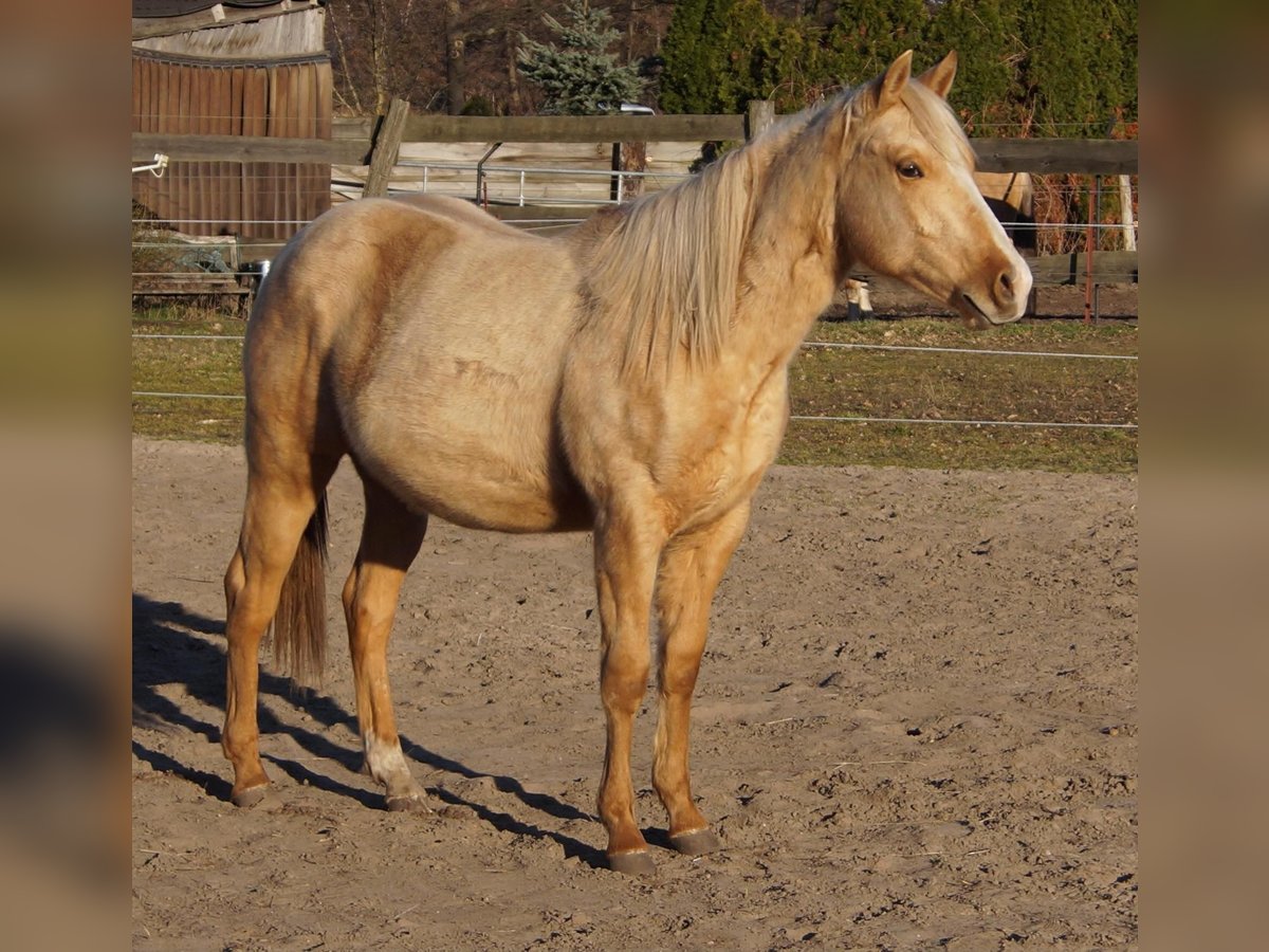 American Quarter Horse Hengst 2 Jaar 151 cm Palomino in Treuenbrietzen