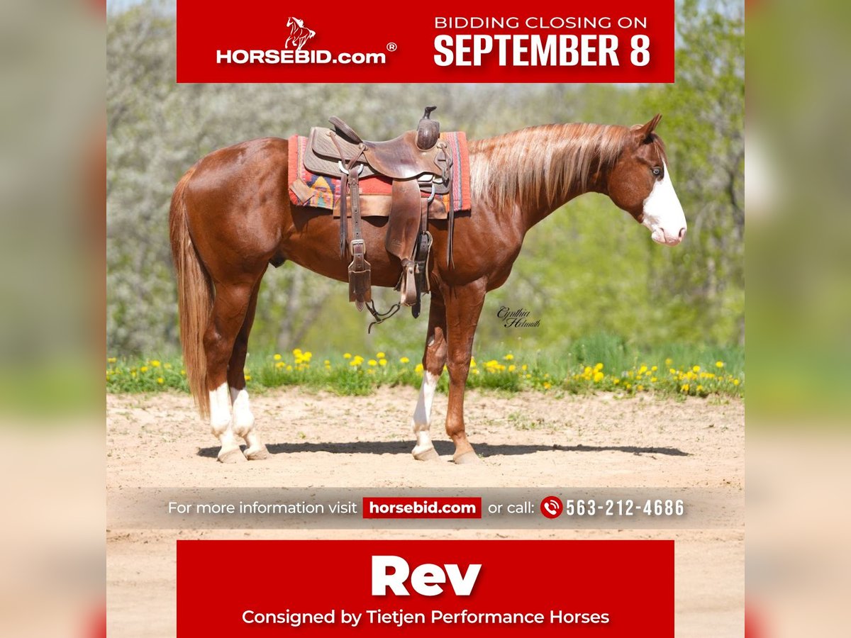 American Quarter Horse Hengst 2 Jaar 152 cm Roodvos in Bellevue