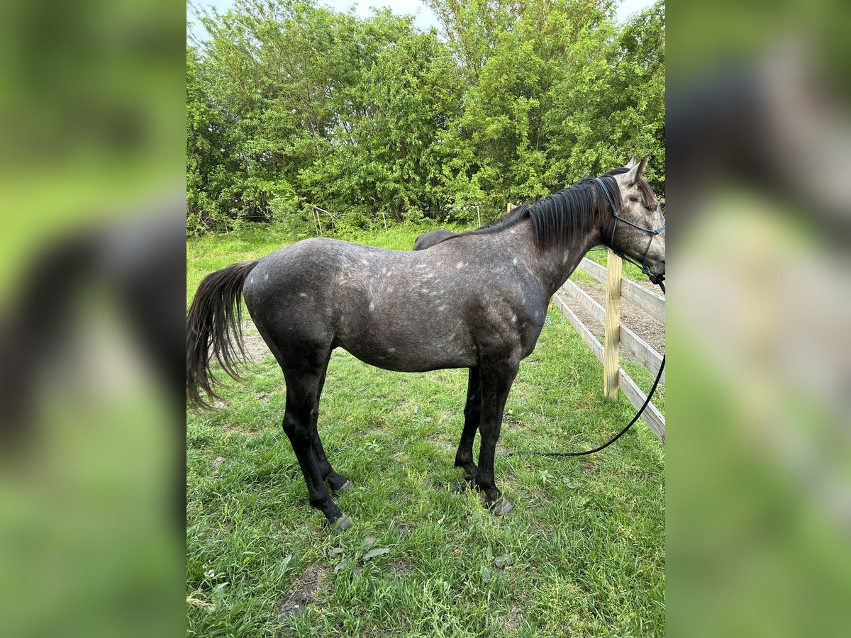 American Quarter Horse Hengst 2 Jaar 152 cm Schimmel in Celina, TX