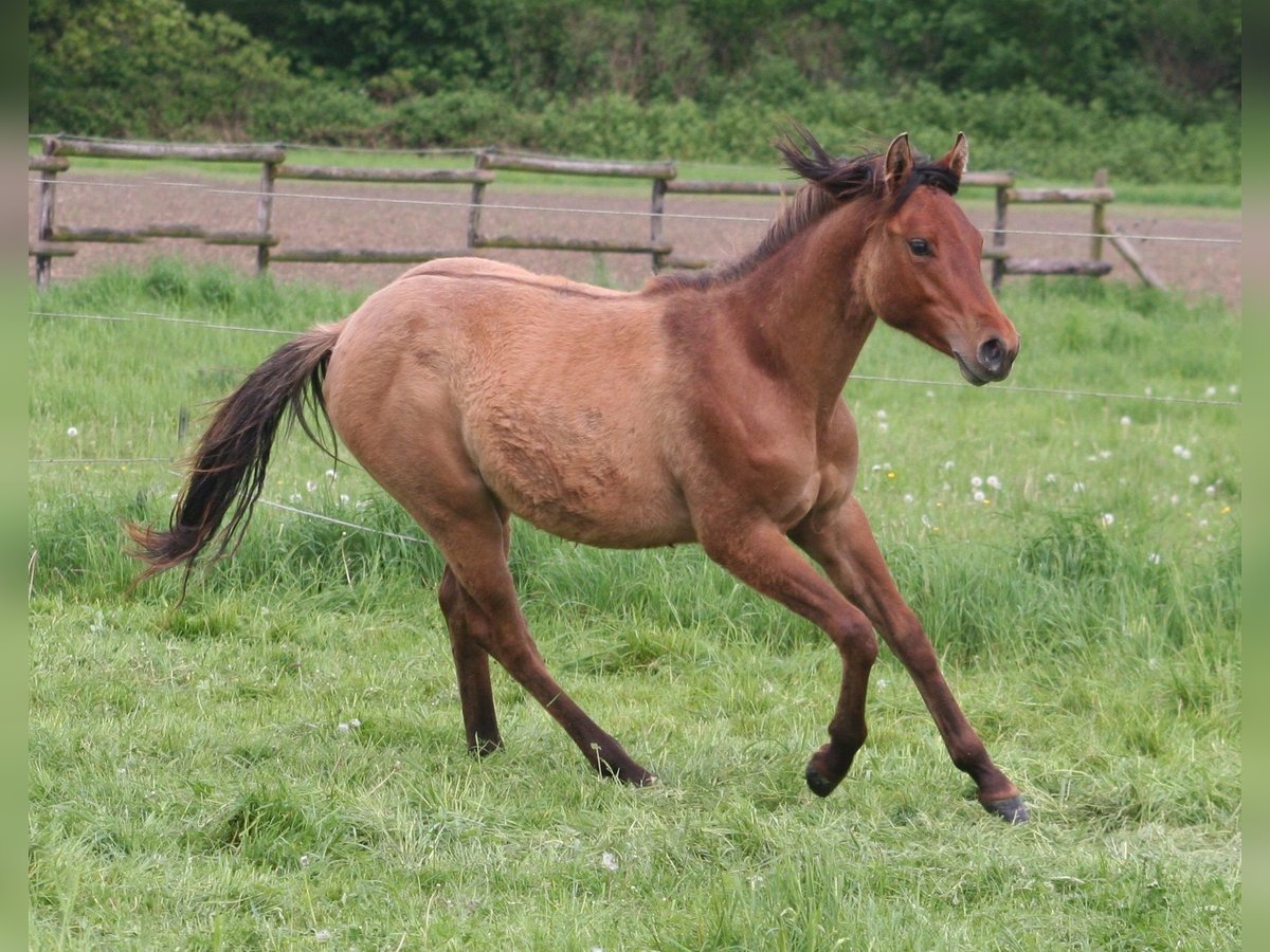 American Quarter Horse Hengst 2 Jaar 154 cm Falbe in Düsseldorf