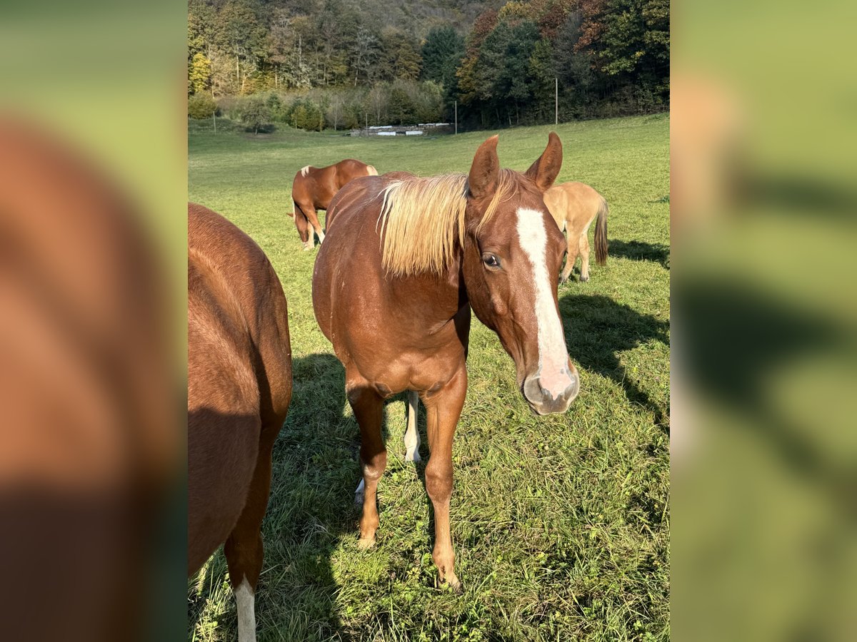 American Quarter Horse Hengst 2 Jaar 154 cm Vos in Daleiden