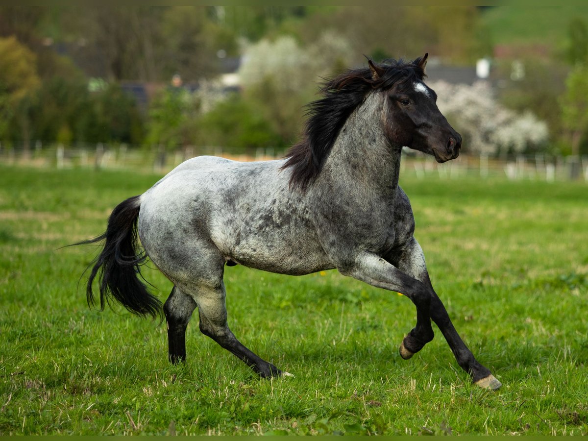 American Quarter Horse Hengst 2 Jaar 155 cm Blauwschimmel in Děčín