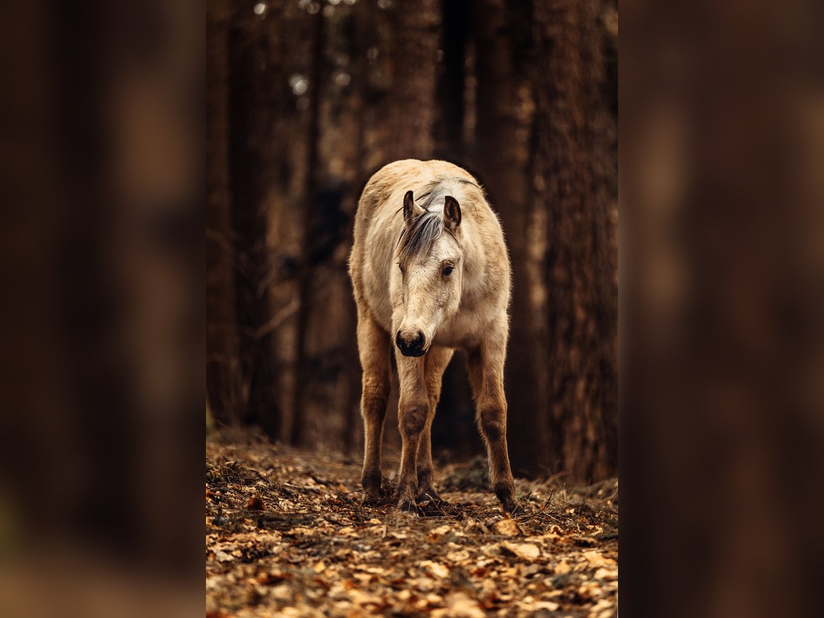 American Quarter Horse Hengst 2 Jaar 155 cm Buckskin in Berg bei Neumarkt in der Oberpfalz