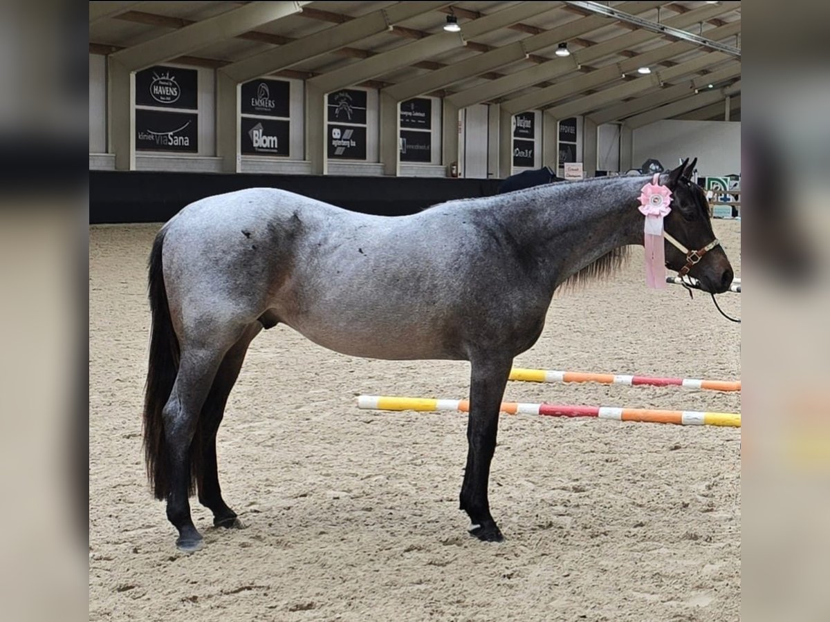 American Quarter Horse Hengst 2 Jaar 160 cm Roan-Blue in Everdingen