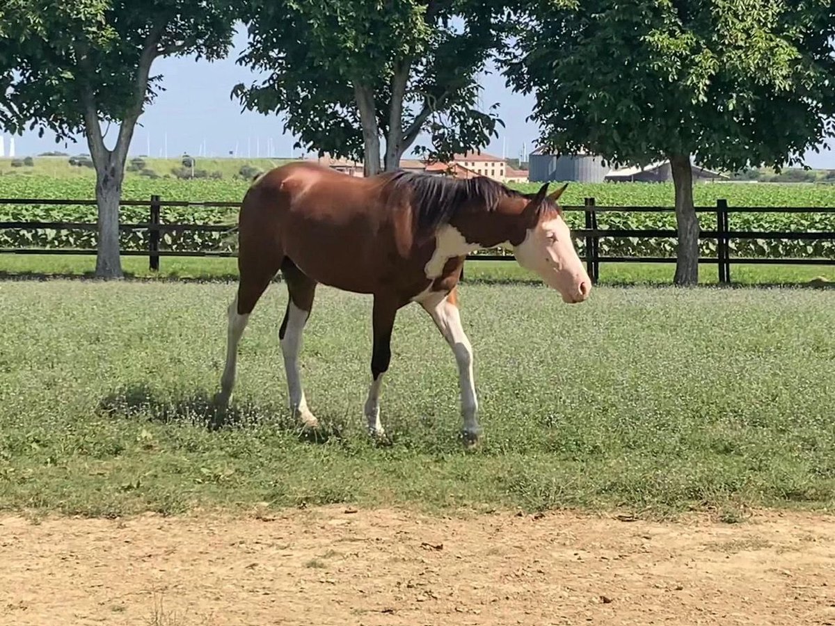 American Quarter Horse Hengst 2 Jaar Bruin in CASTEGNERO