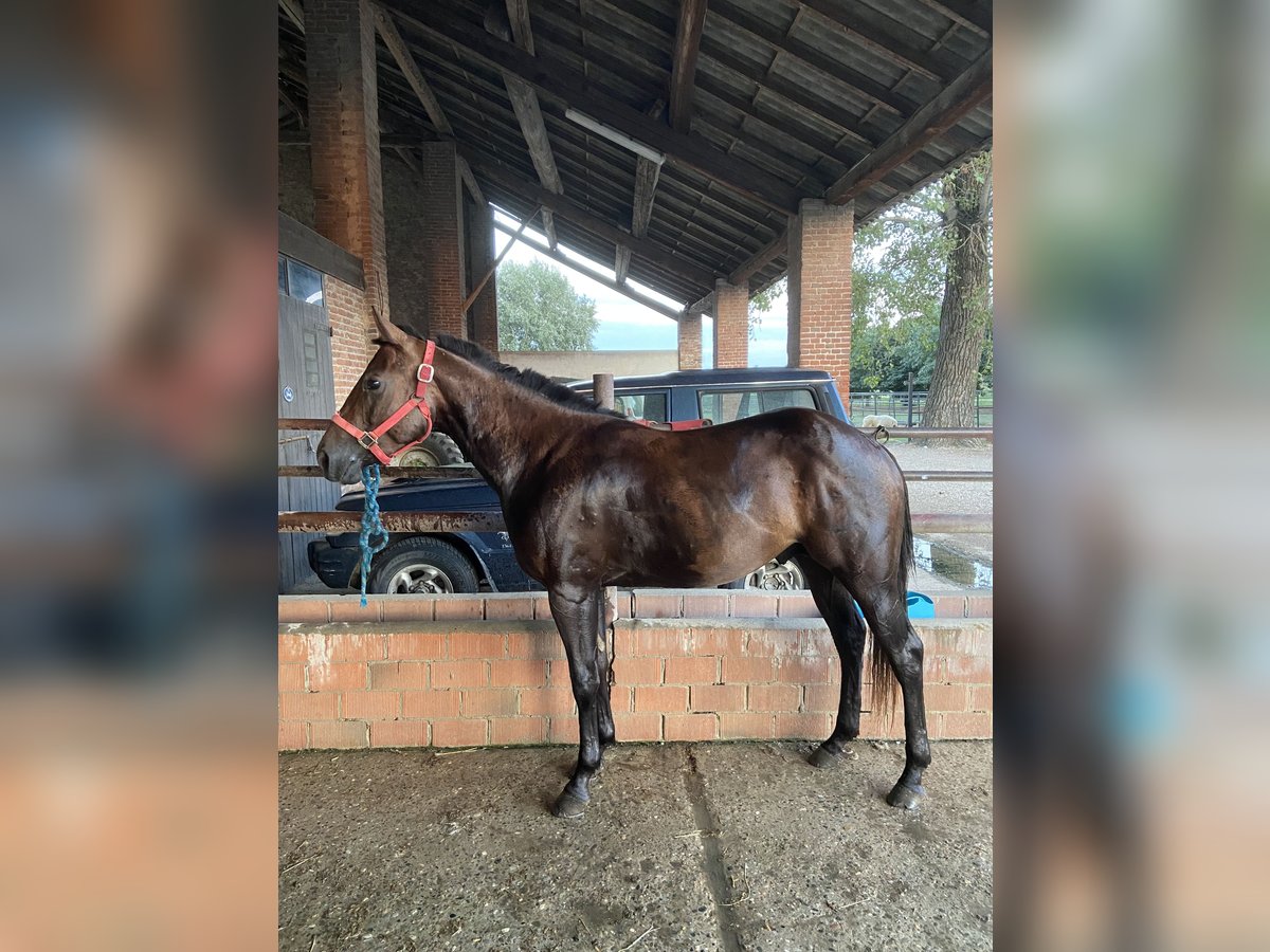 American Quarter Horse Hengst 2 Jaar Donkerbruin in Pavia