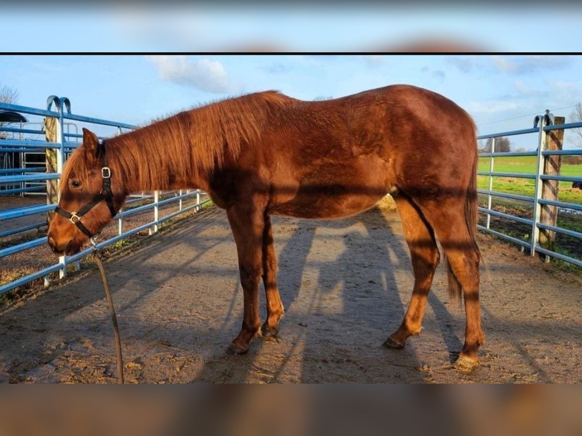 American Quarter Horse Hengst 2 Jaar Donkere-vos in Westermoor