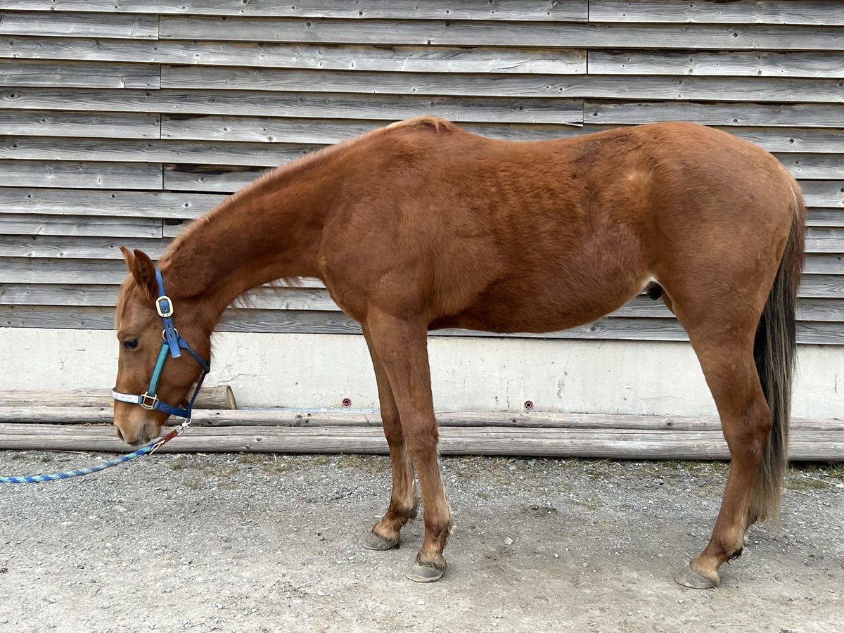 American Quarter Horse Hengst 2 Jaar Vos in Fichtelberg