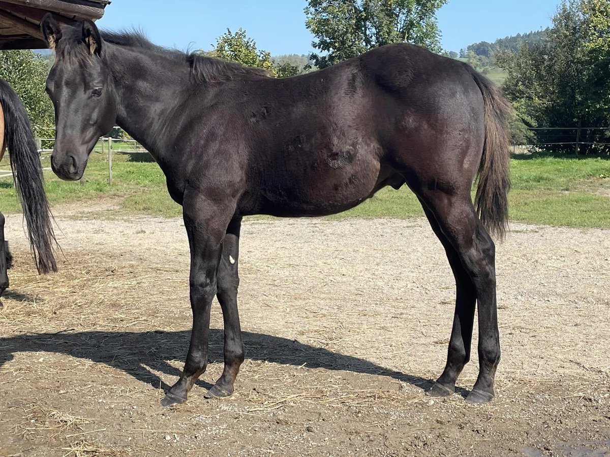 American Quarter Horse Hengst 2 Jaar Zwart in Deggenhausertal