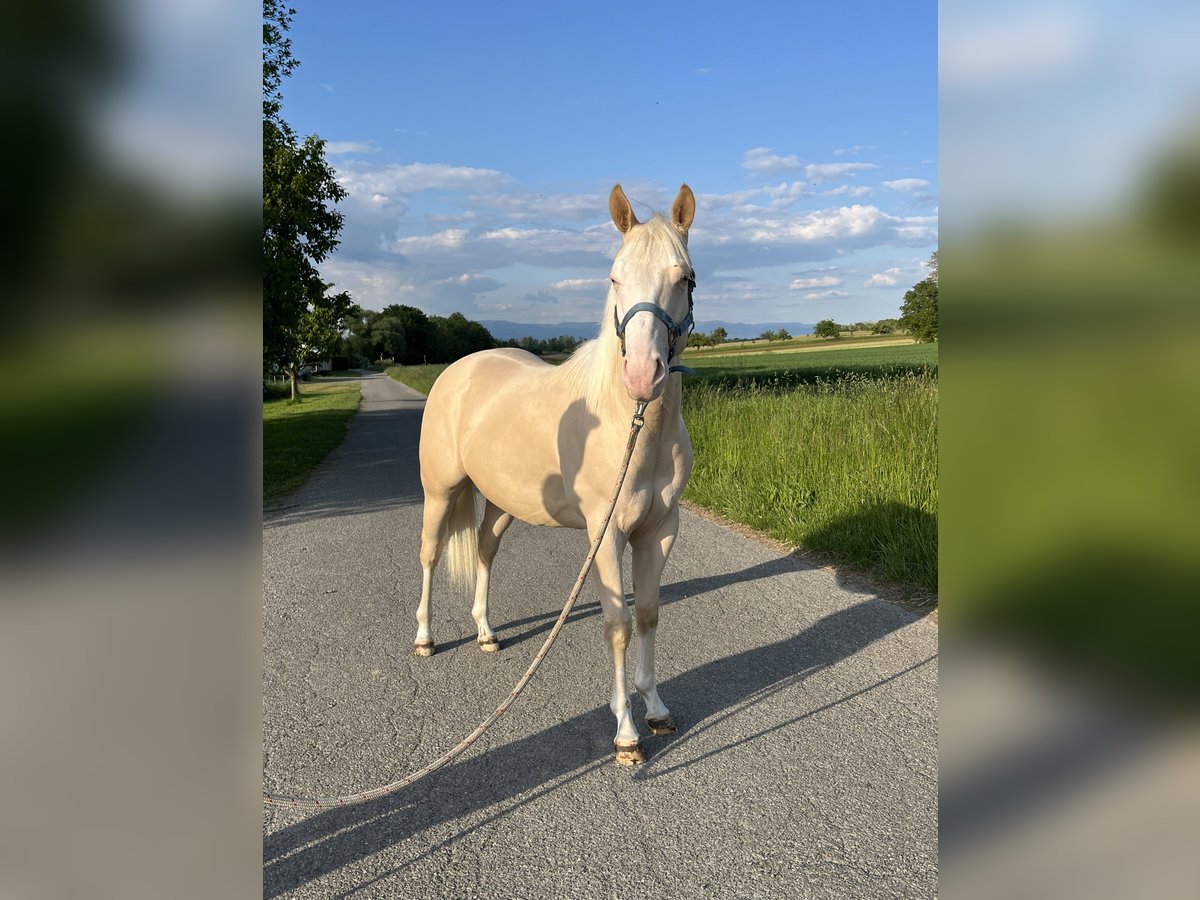 American Quarter Horse Hengst 2 Jahre 144 cm Perlino in Kappelen