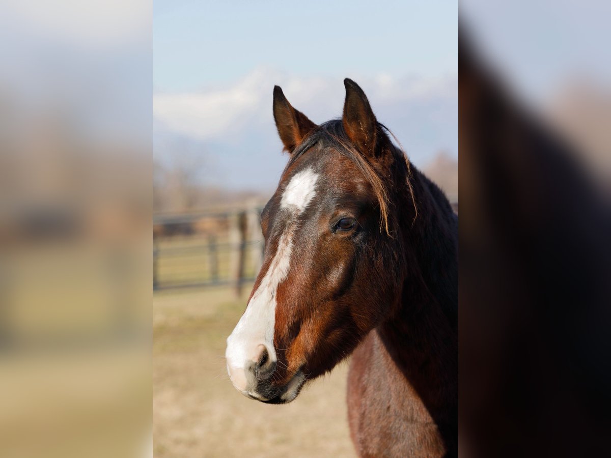 American Quarter Horse Hengst 2 Jahre 145 cm Brauner in Caluso