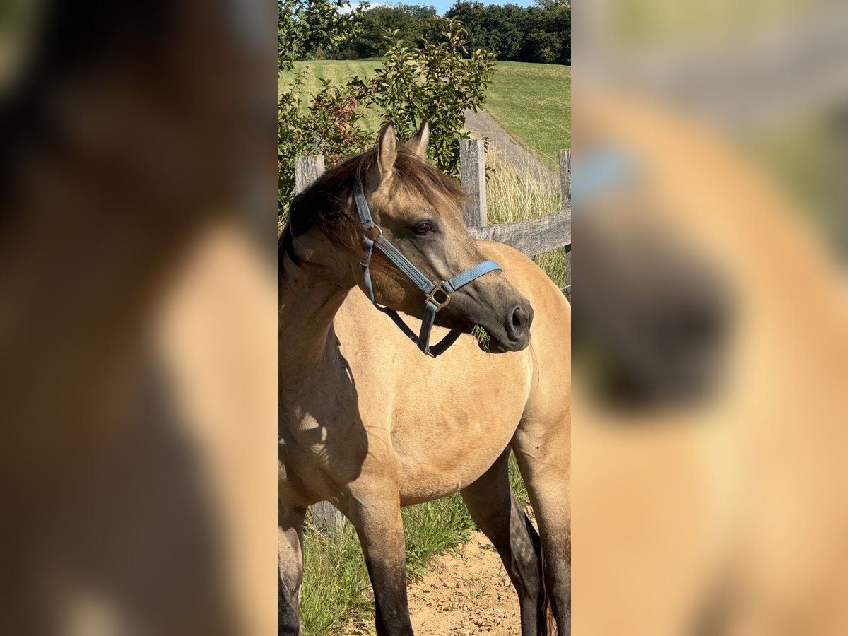 American Quarter Horse Hengst 2 Jahre 145 cm Buckskin in Theilenhofen